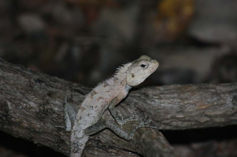 maldives_2008_april_may-021